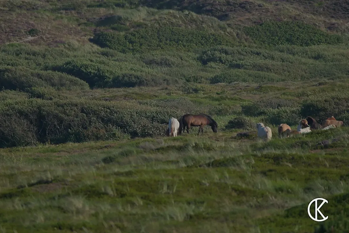 Islandpferde grasen auf einer grünen Küstenweide – Naturfotografie Cedric Kiesel