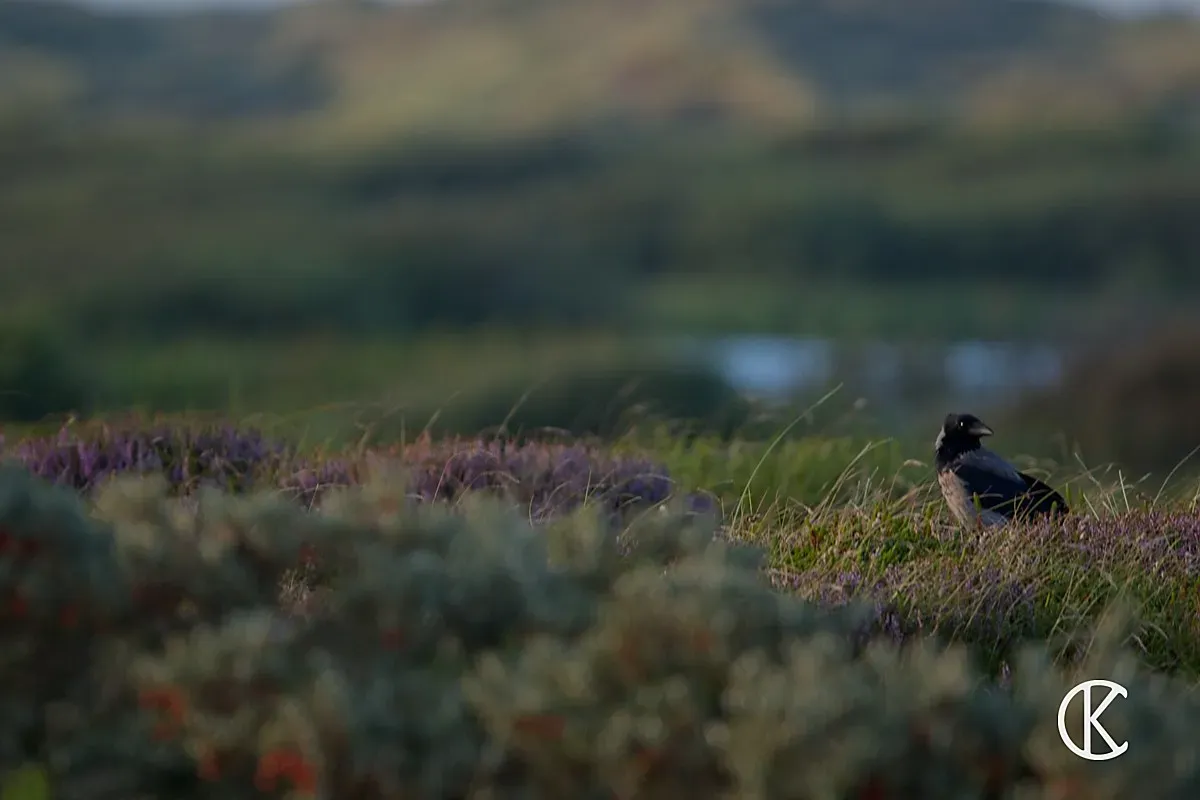 Krähe in der Heidelandschaft mit Hügeln im Hintergrund – Naturfotografie Cedric Kiesel
