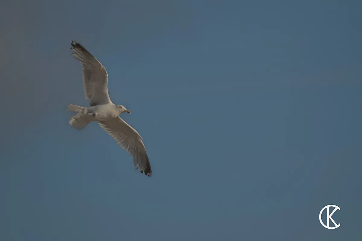 Möwe im Flug vor blauem Himmel – Naturfotografie Cedric Kiesel