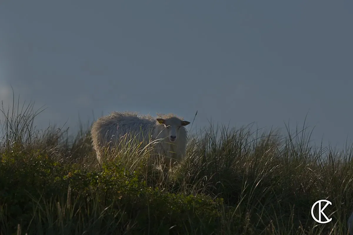 Schaf im Gegenlicht auf einem Deich, schaut direkt in die Kamera – Naturfotografie Cedric Kiesel