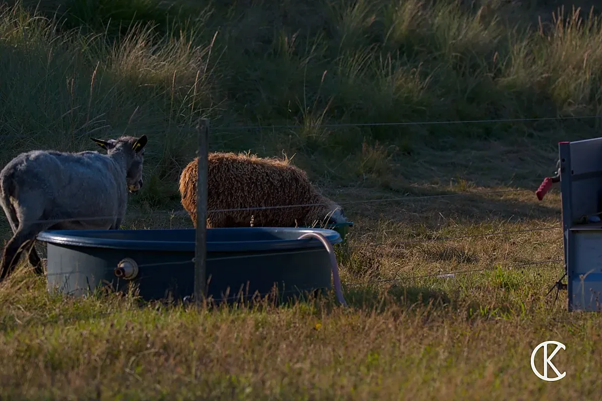Zwei Schafe an einer Viehtränke auf einem Deich – Naturfotografie Cedric Kiesel